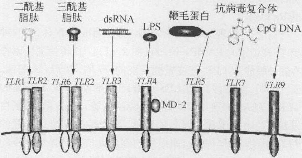 TLRs啟動的炎性信號通路